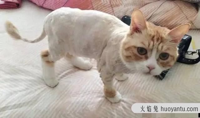 猫剃毛会有什么影响(猫剃毛的好处与坏处)