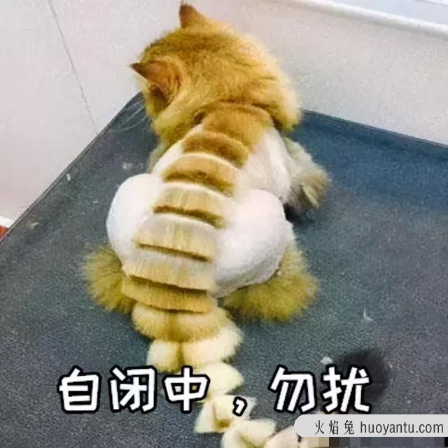 猫剃毛会有什么影响(猫剃毛的好处与坏处)