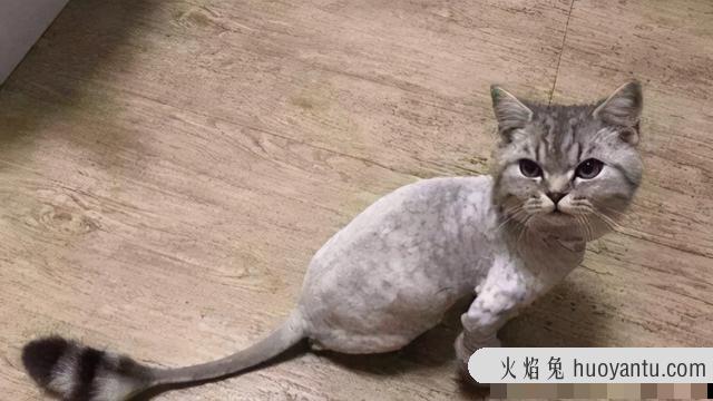 猫剃毛会有什么影响(猫剃毛的好处与坏处)