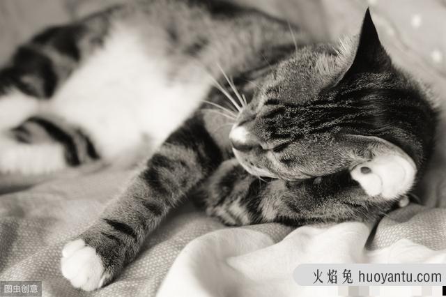 猫哮喘吃什么药最有效(猫哮喘吃什么药好)