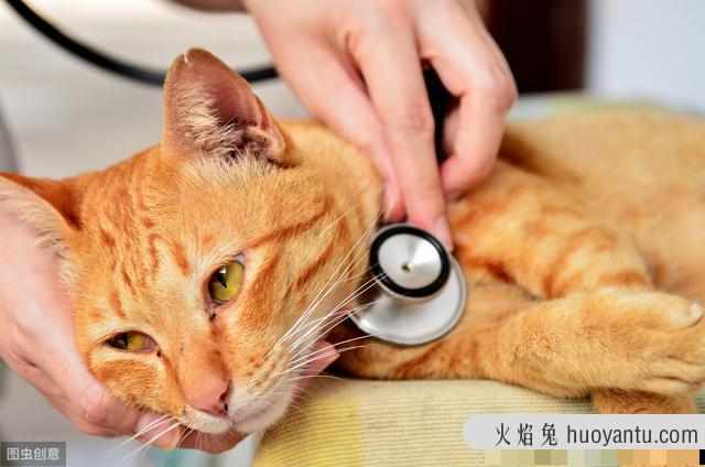 猫哮喘吃什么药最有效(猫哮喘吃什么药好)