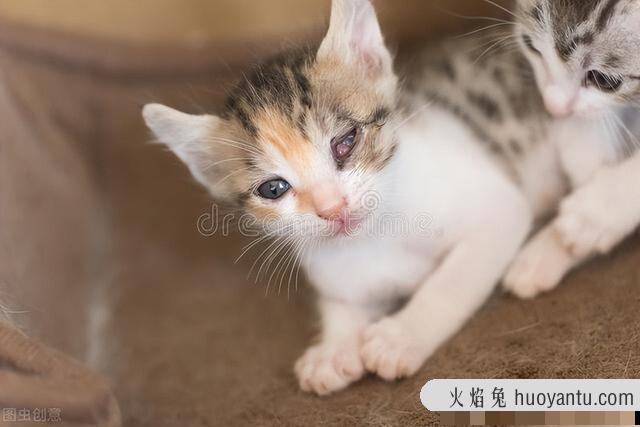 猫咪体温40度正常吗(猫咪体温40度是发烧了吗)