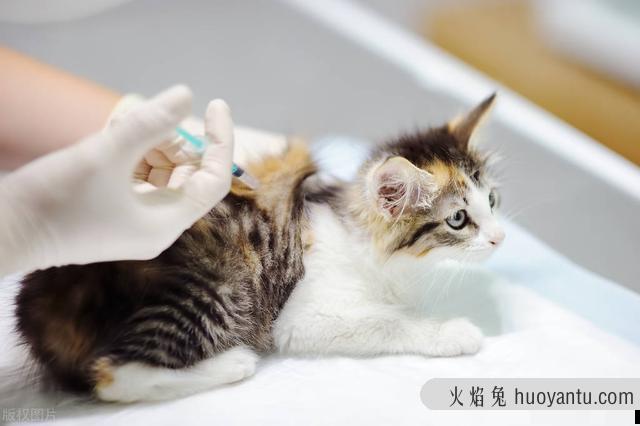 猫咪体温40度正常吗(猫咪体温40度是发烧了吗)