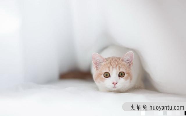 给猫咪喂益生菌的禁忌(喂猫益生菌注意事项)