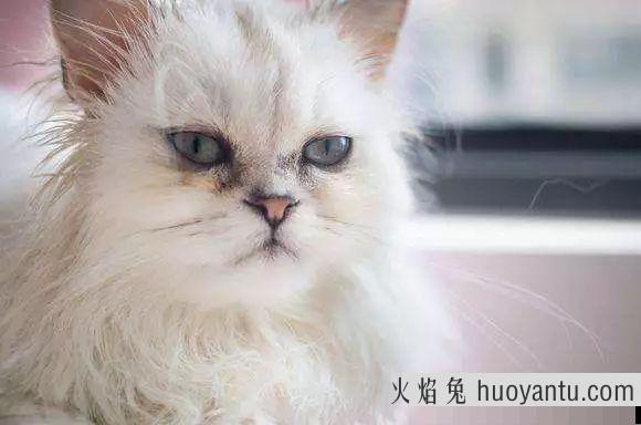 猫有泪痕是什么问题(猫有泪痕是正常的吗)