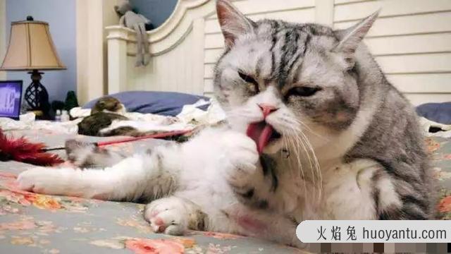 猫有泪痕是什么问题(猫有泪痕是正常的吗)