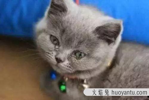 猫有泪痕是什么问题(猫有泪痕是正常的吗)