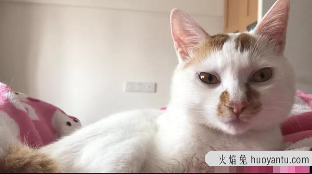 猫有泪痕是什么问题(猫有泪痕是正常的吗)