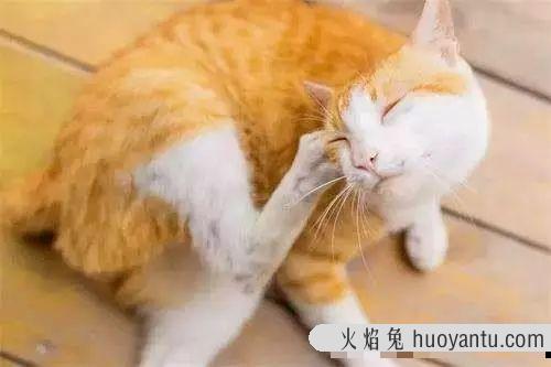 猫有泪痕是什么问题(猫有泪痕是正常的吗)