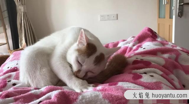 猫有泪痕是什么问题(猫有泪痕是正常的吗)