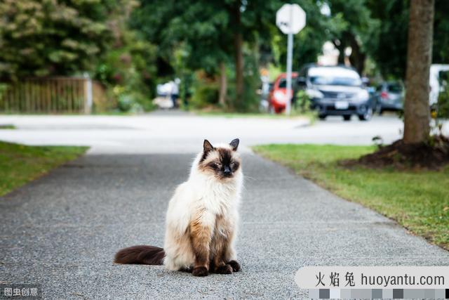 卡特尔猫是英短蓝猫吗(卡特尔蓝猫跟英短蓝猫区别)