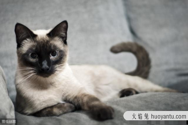 卡特尔猫是英短蓝猫吗(卡特尔蓝猫跟英短蓝猫区别)