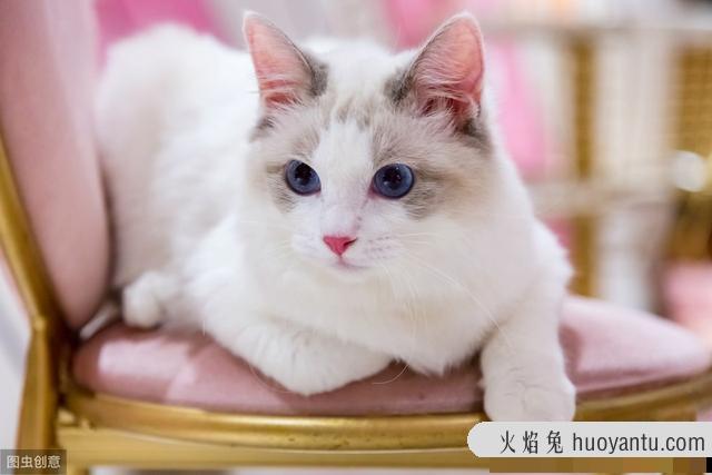 卡特尔猫是英短蓝猫吗(卡特尔蓝猫跟英短蓝猫区别)