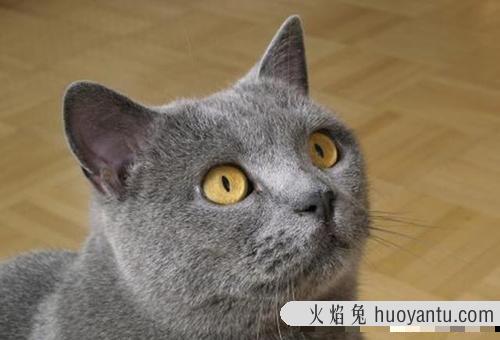 卡特尔猫是英短蓝猫吗(卡特尔蓝猫跟英短蓝猫区别)