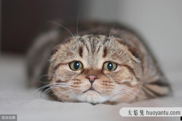 卡特尔猫是英短蓝猫吗(卡特尔蓝猫跟英短蓝猫区别)