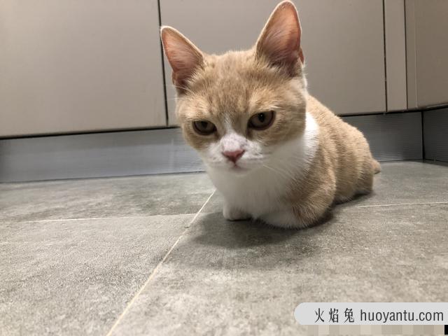 猫腿瘸了自己能恢复吗(猫腿瘸了多久能恢复)