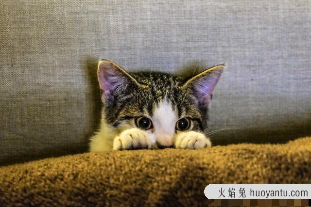 给猫咪剪指甲剪多长合适(给猫咪剪指甲应该剪多长)