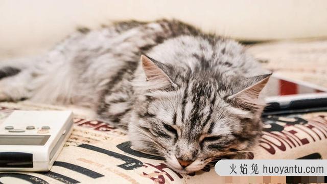 猫咪可不可以吃奶油(猫咪不能吃奶油吗)