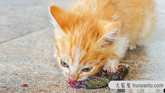 猫咪可不可以吃奶油(猫咪不能吃奶油吗)