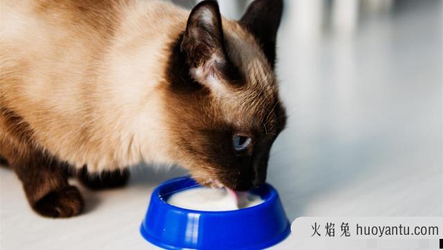 猫咪可不可以吃奶油(猫咪不能吃奶油吗)