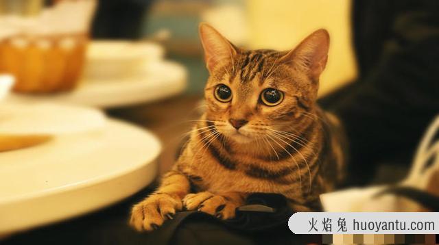 猫咪可不可以吃奶油(猫咪不能吃奶油吗)