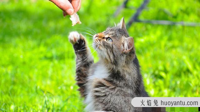 猫咪可不可以吃奶油(猫咪不能吃奶油吗)