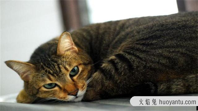 猫咪可不可以吃奶油(猫咪不能吃奶油吗)