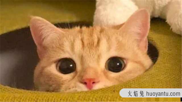 猫咪可不可以吃奶油(猫咪不能吃奶油吗)