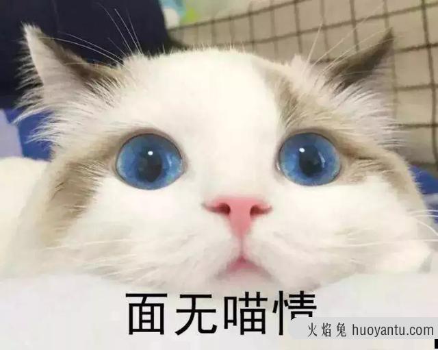 猫咪眼睛发炎会自愈吗(猫咪眼睛炎症会自己好吗)