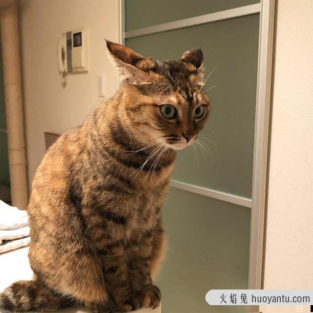 猫咪飞机耳代表什么意思(猫咪飞机耳是什么意思)