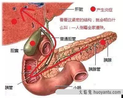 猫肝脏受损能自愈吗(猫肝肾损伤可以恢复吗)