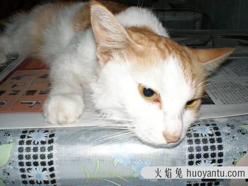 猫肝脏受损能自愈吗(猫肝肾损伤可以恢复吗)