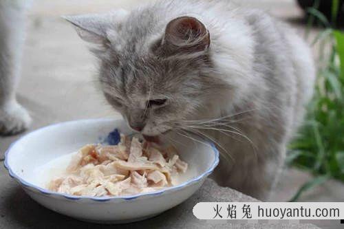 猫肝脏受损能自愈吗(猫肝肾损伤可以恢复吗)