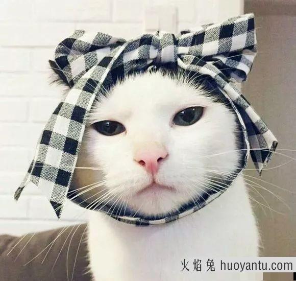 给猫剃毛用什么工具(猫咪剃毛用什么剃刀)