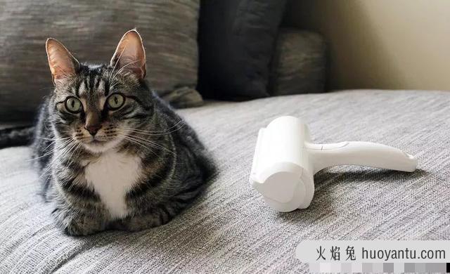 给猫剃毛用什么工具(猫咪剃毛用什么剃刀)