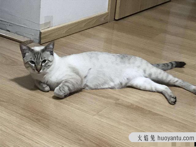 猫惊吓过度的症状表现(猫惊吓过度会导致什么后果)