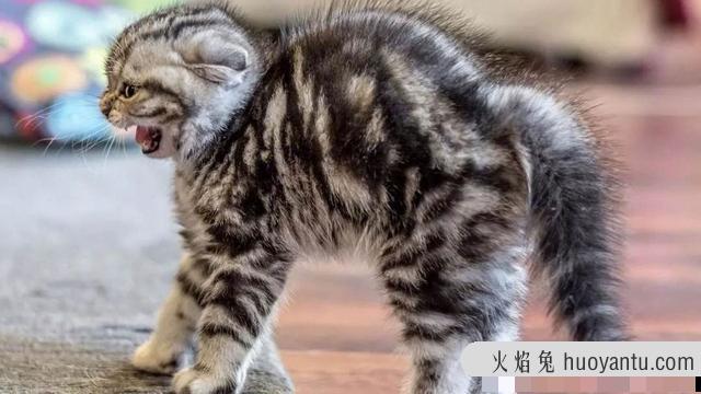 猫惊吓过度的症状表现(猫惊吓过度会导致什么后果)