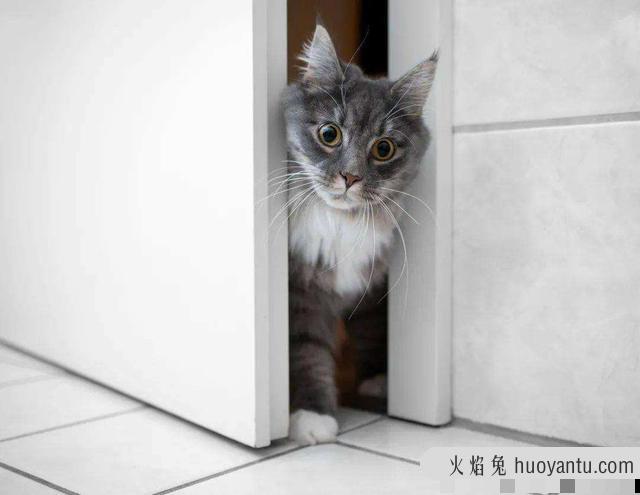 猫惊吓过度的症状表现(猫惊吓过度会导致什么后果)