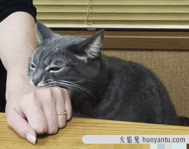 猫惊吓过度的症状表现(猫惊吓过度会导致什么后果)