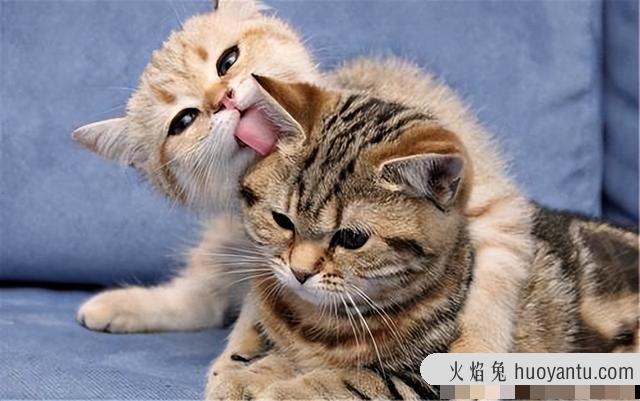 猫惊吓过度的症状表现(猫惊吓过度会导致什么后果)