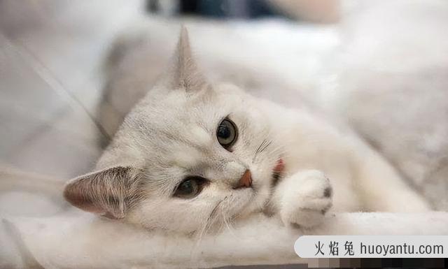 猫惊吓过度的症状表现(猫惊吓过度会导致什么后果)