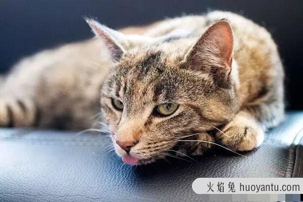 猫咪叫声沙哑而且很小怎么回事(猫咪叫声沙哑而且很小怎么办)