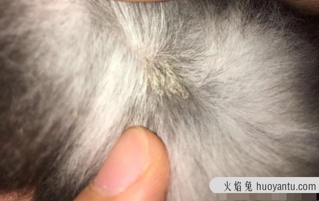 猫咪真菌感染和猫癣有区别吗(猫咪真菌感染和猫癣的区别)