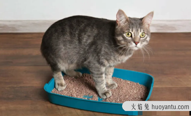 猫在床上尿的原因(猫为什么在床上尿)