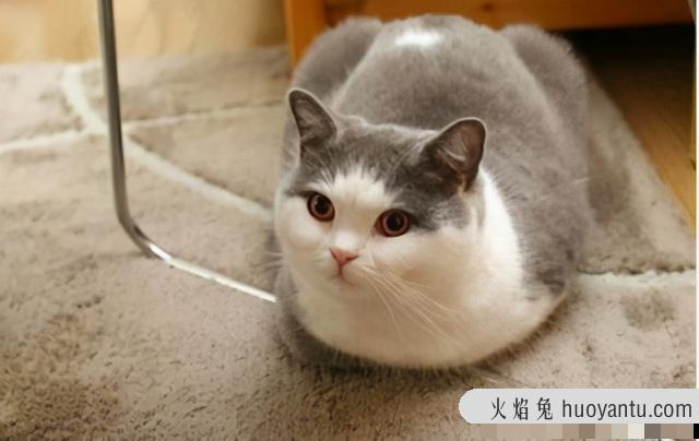 东方猫是什么品种(东方短毛猫是什么品种)