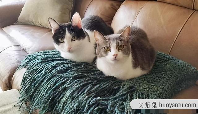 东方猫是什么品种(东方短毛猫是什么品种)