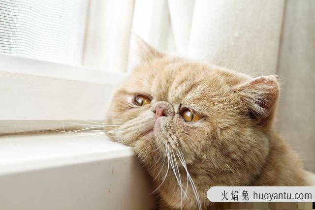 猫抑郁的表现有哪些症状(猫的抑郁症的症状表现)