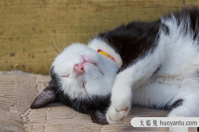 猫可以饿几天不吃东西(猫饿几天不吃东西)