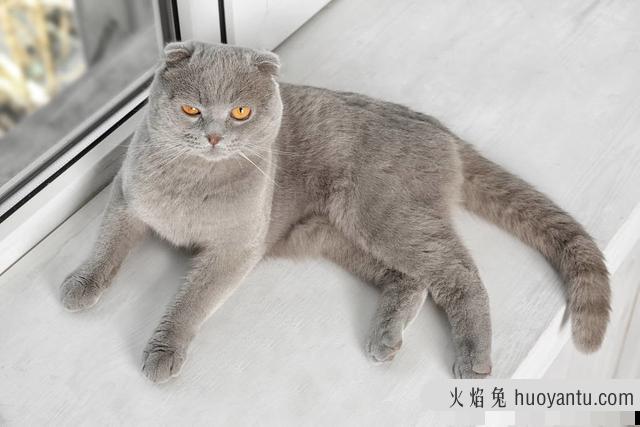 折耳猫发病怎么治疗(折耳猫发病如何治疗)