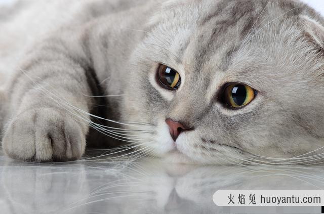 折耳猫发病怎么治疗(折耳猫发病如何治疗)